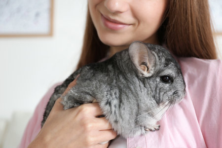 Woman holding cute chinchilla in room, closeupの写真素材