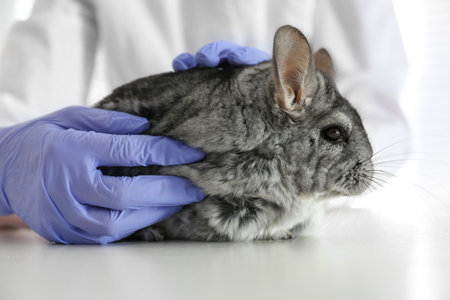 Veterinarian doctor examining cute chinchilla at white table, closeupの写真素材