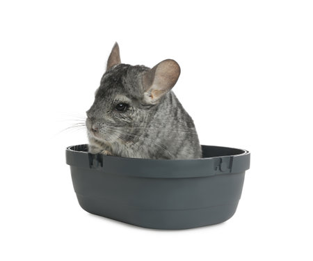 Cute gray chinchilla in box on white backgroundの写真素材