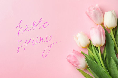 Words HELLO SPRING and fresh tulip flowers on pink background, flat layの写真素材