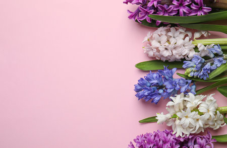 Beautiful spring hyacinth flowers on pink background, flat lay. Space for textの写真素材