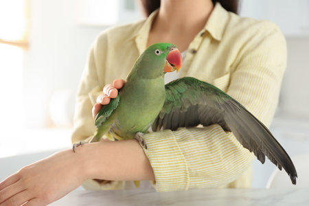 Young woman with Alexandrine parakeet indoors, closeup. cute pet