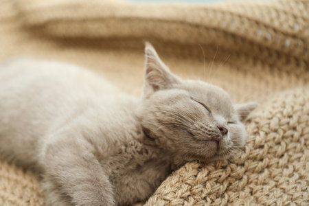 Scottish straight baby cat sleeping on beige rug, closeupの写真素材
