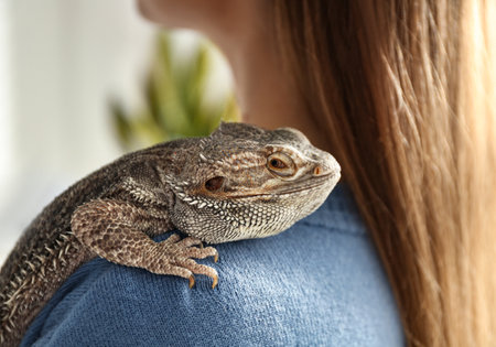 Young woman with bearded lizard at home, closeup. exotic petの写真素材