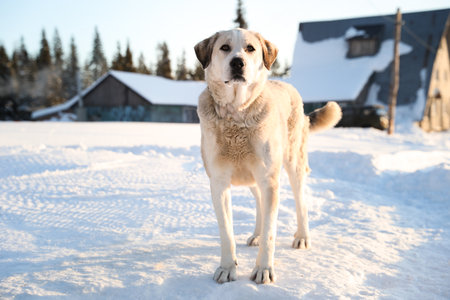 Cute dog outdoors on snowy winter day. funny pet