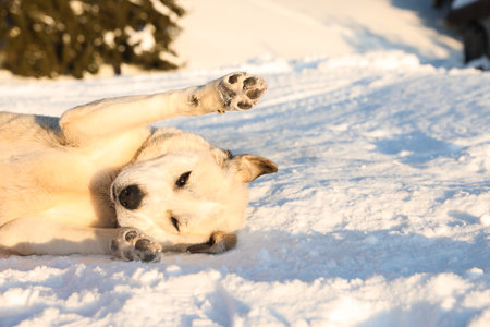 Cute dog outdoors on snowy winter day. funny petの写真素材