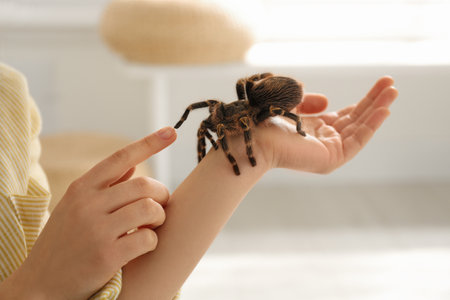 Woman holding striped knee tarantula at home, closeup. exotic petの写真素材