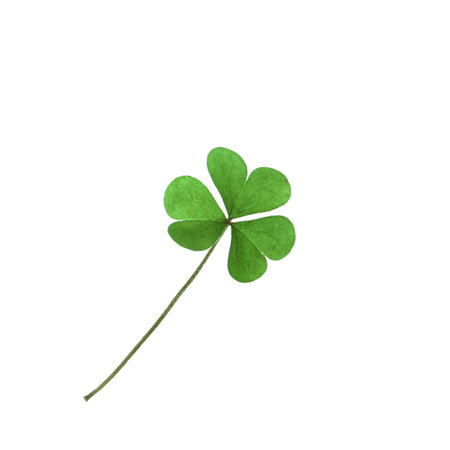 Fresh clover leaf isolated on white. St. Patrick's Day celebrationの写真素材