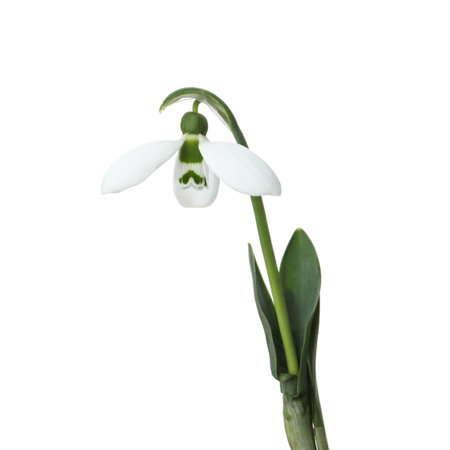 Beautiful snowdrops isolated on white. spring flowersの写真素材