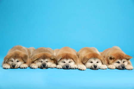 Cute Akita Inu puppies on light blue background., space for text Baby animalsの写真素材