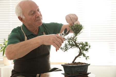 Senior man taking care of Japanese bonsai plant indoors. Creating zen atmosphere at home