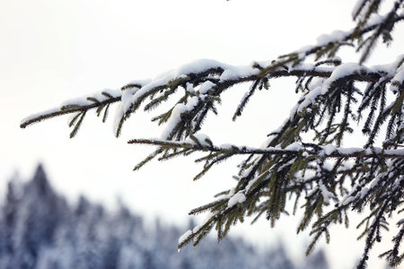Fir tree branches covered with snow outdoors on winter day, closeupの写真素材