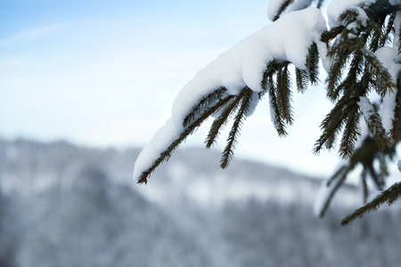 Fir tree branches covered with snow in forest on winter day, closeupの写真素材