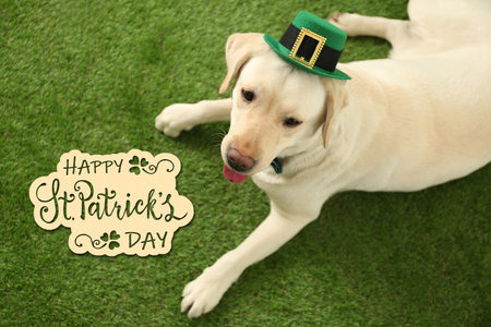 Labrador retriever with leprechaun hat on green grass, above view. St. Patrick's dayの写真素材