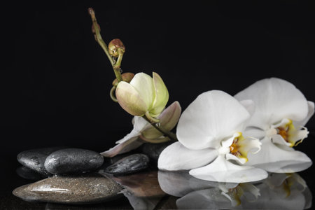 Stones and orchid flowers in water on black background. Zen lifestyleの写真素材