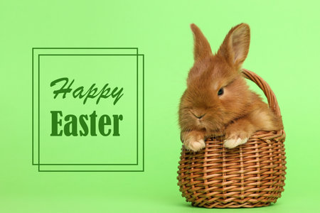 Adorable fluffy bunny in wicker basket on green background. happy easterの写真素材