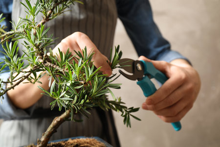 Woman trimming Japanese bonsai plant, closeup. Creating zen atmosphere at home
