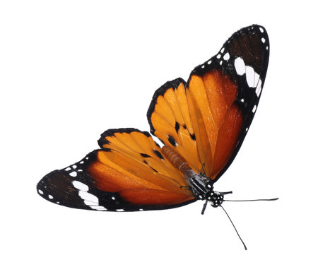 Beautiful painted lady butterfly isolated on whiteの写真素材