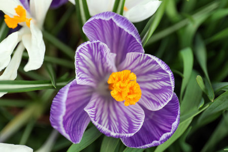 Beautiful crocuses in garden, closeup. spring season