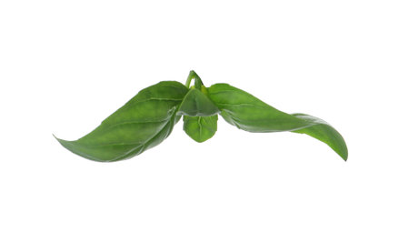 Fresh green basil leaves isolated on white