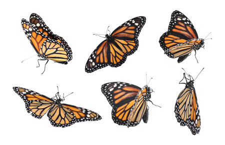 Set of many flying fragile monarch butterflies on white backgroundの写真素材