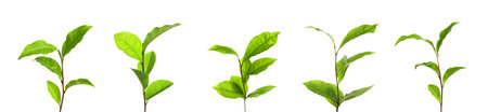 Set of tea plants with fresh green leaves on white background. banner designの写真素材