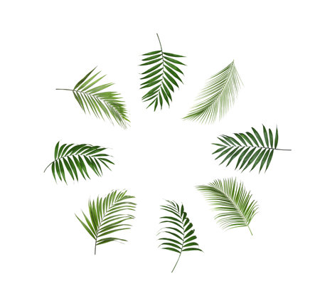 Set of tropical leaves on white backgroundの写真素材