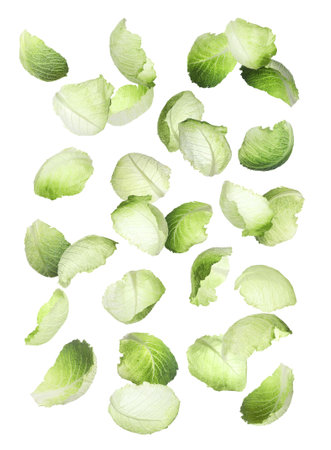Set with falling fresh leaves of savoy cabbage on white backgroundの写真素材
