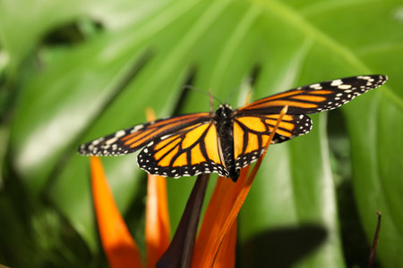 Beautiful monarch butterfly on flower in garden