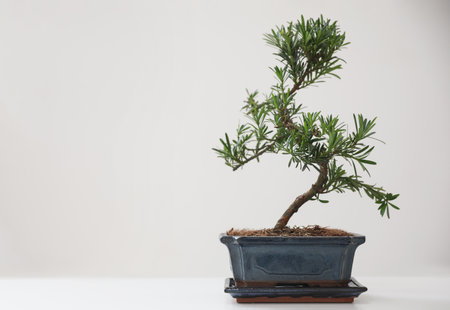 Japanese bonsai plant on white background, space for text. Creating zen atmosphere at home