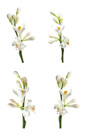 Set of branches with beautiful blooming citrus flowers on white backgroundの写真素材