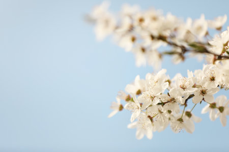 Close up view of blossoming tree against blue sky on spring dayの写真素材