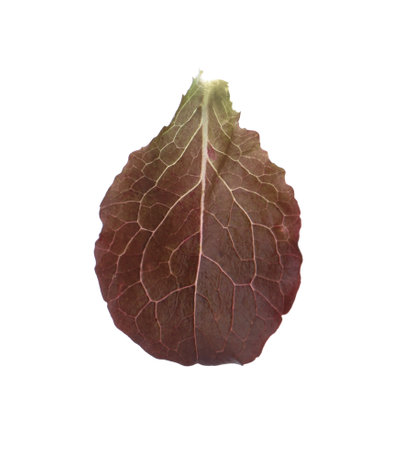Leaf of fresh red lettuce isolated on whiteの写真素材