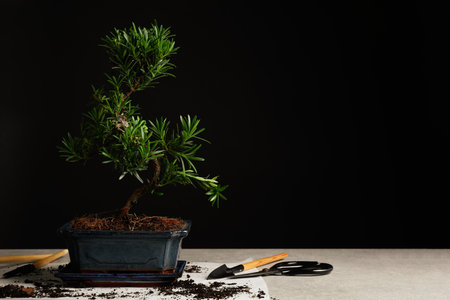 Japanese bonsai plant and gardening tools on light table, space for text. Creating zen atmosphere at homeの写真素材