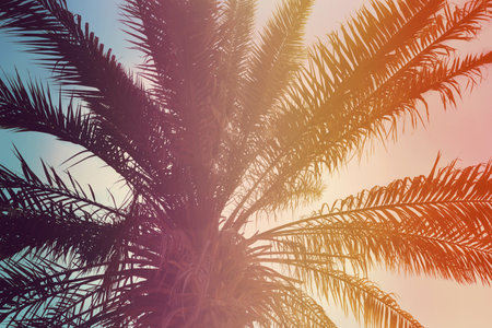 Beautiful tropical palm tree outdoors, toned in pinkの写真素材