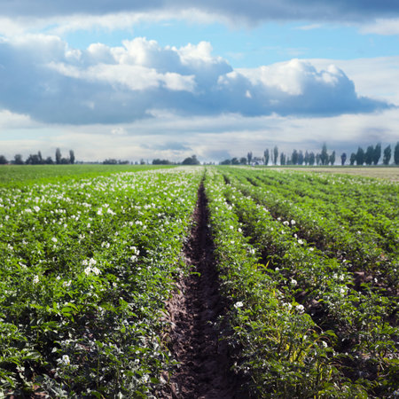 Picturesque view of blooming potato field against blue sky with fluffy clouds on sunny day. organic farmingの写真素材