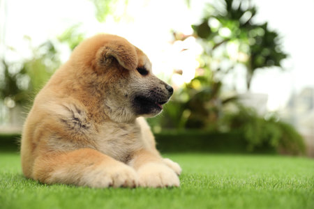 Cute Akita Inu puppy on green grass outdoors. Baby animalの写真素材