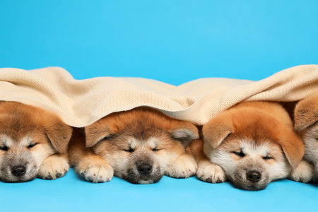 Cute Akita Inu puppies covered with plaid on light blue background. baby animalsの写真素材
