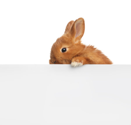 Adorable fluffy bunny on white background. easter symbolの写真素材