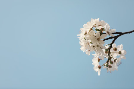 Close up view of blossoming tree against blue sky on spring dayの写真素材