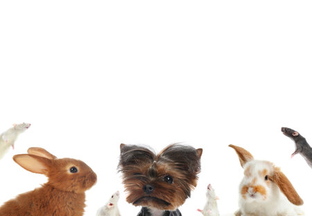 Set with different cute pets on white backgroundの写真素材