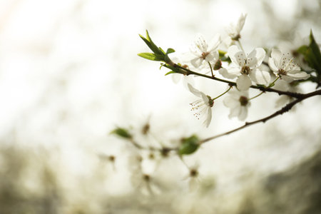 Closeup view of blossoming tree outdoors on spring day