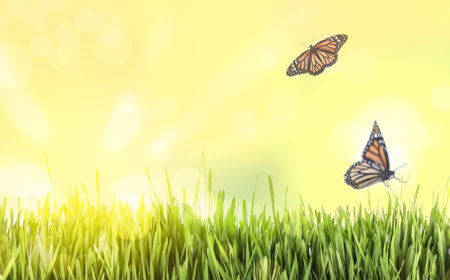 Fresh green grass and butterflies on a sunny day. spring season
