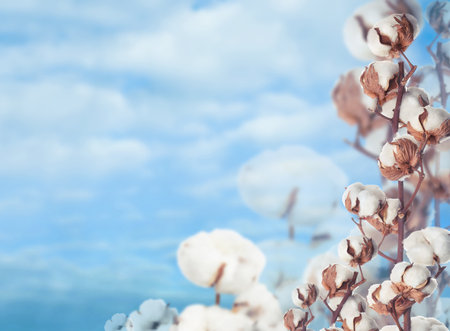 Beautiful fluffy cotton flowers and blue sky on background, space for textの写真素材