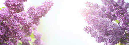 Beautiful blossoming lilac flowers on sunny spring day, space for text. banner design