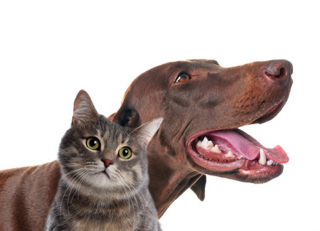 Cute cat and dog on white background. fluffy friendsの写真素材