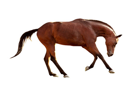 Chestnut horse on white background. Beautiful petの写真素材