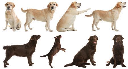 Set of labrador dogs on white backgroundの写真素材
