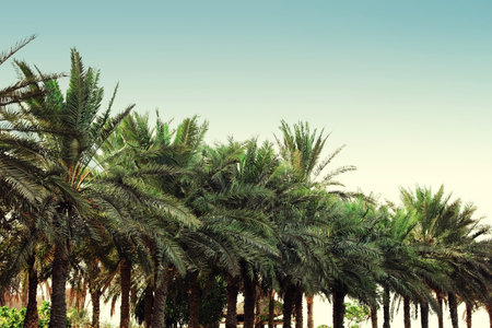 Beautiful tropical palm trees outdoors on sunny dayの写真素材