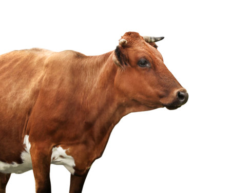 Beautiful brown cow on white background. Animal husbandryの写真素材